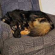 Mika is registered to the contest to win money with this photo: dog, canine, pet, curled_up, armchair, patterned_chair, indoor, resting, fur, tail, black_fur, brown_fur, eyes, staring, cozy, home_interior, floor, ear, nose, relaxed