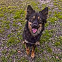 Mika joined the competition — help win amazing prizes! dog, portrait, outdoors, grass, happy, tongue_out, ears_up, brown_and_black_fur, collar, paws, sitting, eyes, ground, leaves, dirt, nature, pet, canine, smiling, daylight