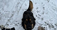 Mika is registered to the contest to win money with this photo: black_and_tan, black_and_white, closeup, companion, dog, dogs, fluffy, fur, grass, large_dog, looking_up, muzzle, outdoor, pawprints, pet, playful, small_dog, snow, toy, winter