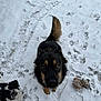 Mika is registered to the contest to win money with this photo: dog, dogs, snow, pawprints, toy, small_dog, large_dog, black_and_white, black_and_tan, fluffy, outdoor, grass, playful, looking_up, closeup, companion, pet, winter, muzzle, fur