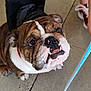 english_bulldog, dog, pet, animal, brindle_coat, white_markings, squishy_face, snout, teeth, tongue, graduation_cap, cap, collar, leash, concrete_sidewalk, close_up, looking_up, human_leg, sneaker, candid