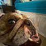 dog, bulldog, close_up, tongue, teeth, snout, eye, bed, bedroom, pillow, nightstand, water_bottle, indoor, pet, canine, carpet, cozy, portrait, furniture, whiskers