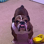 Thor is registered to the contest to win money with this photo: dog, bulldog, pet, indoor, carpet, yellow_croc, shoe, front_paws, wrinkled_face, underbite, tongue, brindle_coat, white_marking, close_up, cute, stare, living_room, pillow, door, floor