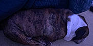 Thor is registered to the contest to win money with this photo: dog, sleeping, brindle, collar, carpet, blanket, bed, curled_up, pet, indoor, cozy, nap, paws, fur, head, snout, resting, domestic_animal, low_light, quiet