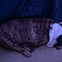 dog, sleeping, brindle, collar, carpet, blanket, bed, curled_up, pet, indoor, cozy, nap, paws, fur, head, snout, resting, domestic_animal, low_light, quiet
