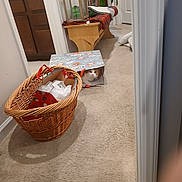 Woody is registered to the contest to win money with this photo: animal, blanket, carpet, cat, cozy, curious_cat, decor, door, doorway, floor, furniture, gift_bag, hallway, home_interior, indoor, paper, pet, plant, wicker_basket, wooden_bench