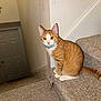cat, orange_tabby, collar, stairs, carpet, indoor, pet, animal, feline, curious, alert, door, wall, cross, home, domestic, sitting, looking, whiskers, tail