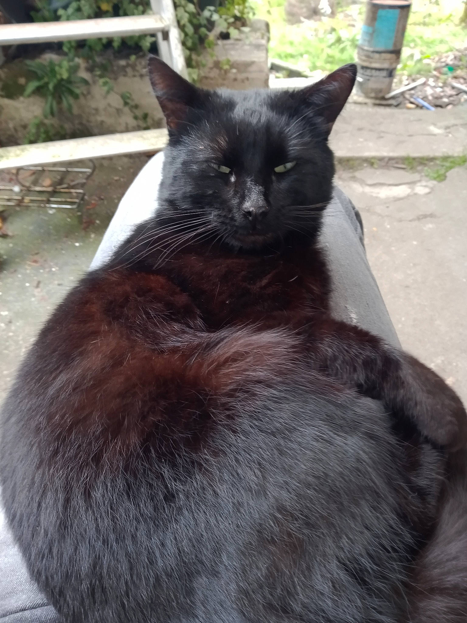 Câlin a rejoint le concours — aidez-le/la à gagner de superbes lots ! black_cat, bombay, carnivore, cat, domestic_short_haired_cat, eye, felidae, fur, grass, grey, plant, small_to_medium_sized_cats, snout, tail, terrestrial_animal, tree, whiskers, window