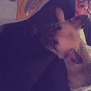 Dylario a rejoint le concours — aidez-le/la à gagner de superbes lots ! person, dog, glasses, blanket, cartoon, face, resting, cozy, indoor, snuggling, cute, pet, animal, closeup, sleeping, comfort, soft, relaxing, portrait, casual