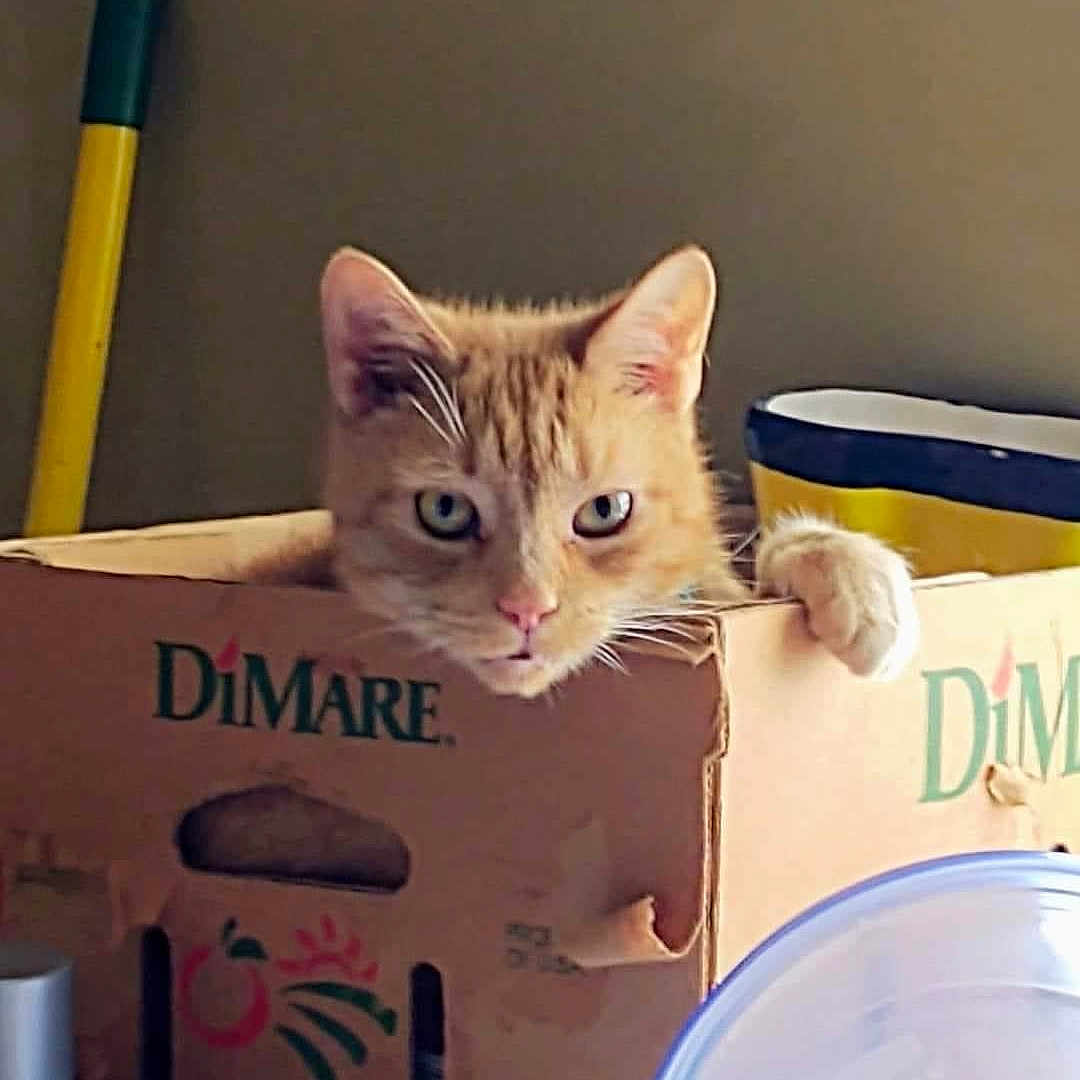 Ladybug joined the competition — help win amazing prizes! cat, orange_cat, cardboard_box, indoor, pet, feline, curious, household_items, mop, container, domestic_animal, looking, tabby, animal, cute, pet_cat, box, clutter, home, wall