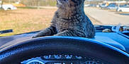 Sir Cliff joined the competition — help win amazing prizes! animal, car_interior, cat, curious, dashboard, daytime, fur, kitten, outdoor, parked_car, parking_lot, pet, road, speedometer, steering_wheel, sunny, tabby, trees, vehicle, window