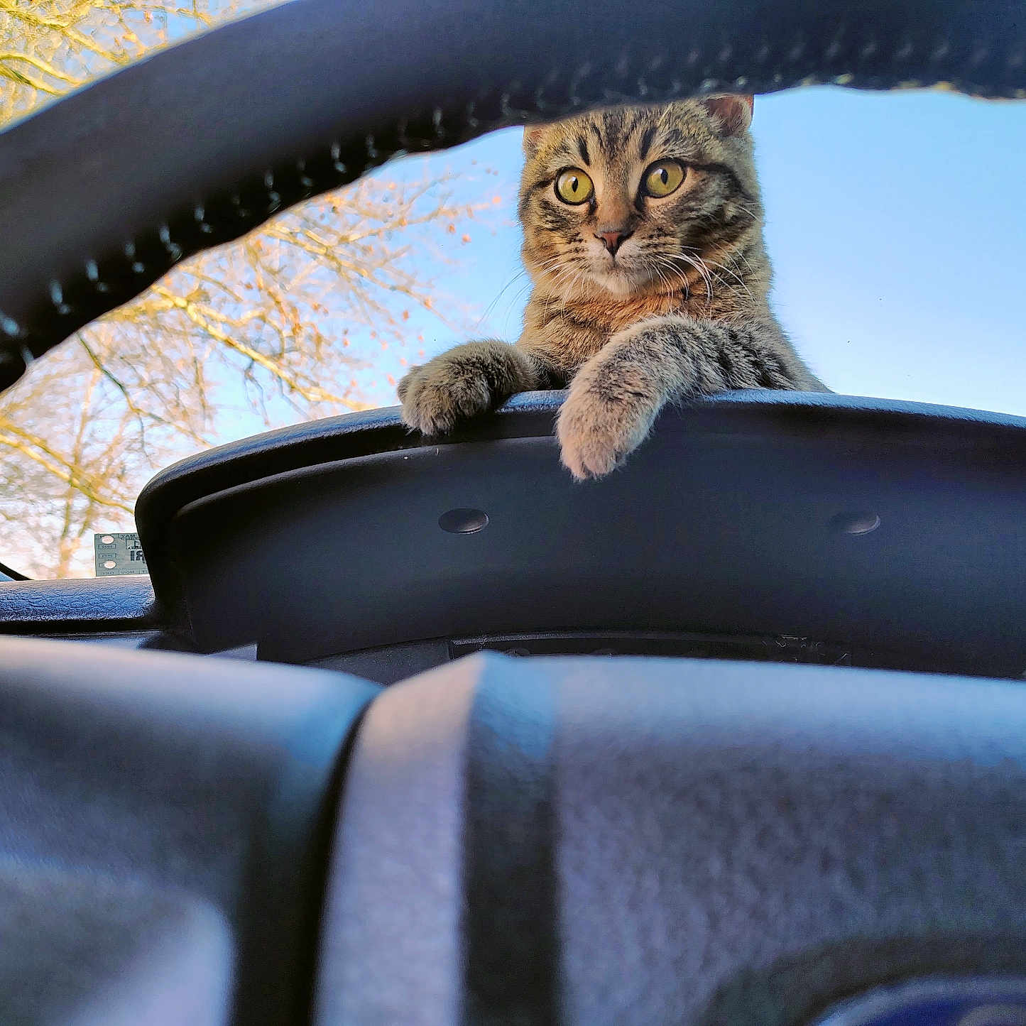Sir Cliff joined the competition — help win amazing prizes! alert, animal, blue_sky, car_dashboard, cat, closeup, curious, cute, daylight, feline, indoor, nature, paws, pet, steering_wheel, tabby_cat, tree_branches, vehicle_interior, whiskers, window