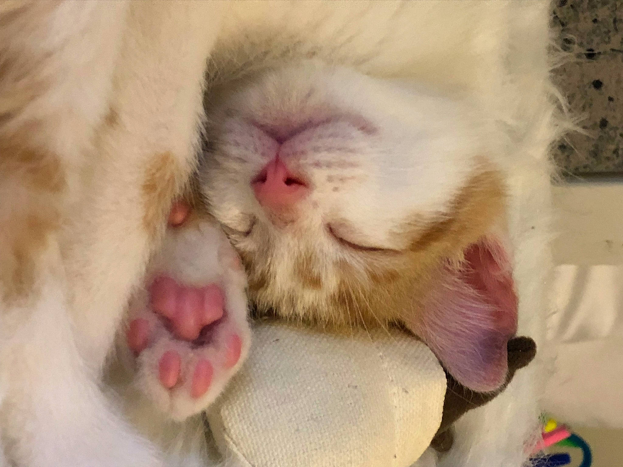 Teddy joined the competition — help win amazing prizes! carnivore, cat, claw, comfort, domestic_short_haired_cat, fawn, felidae, foot, fur, nail, paw, small_to_medium_sized_cats, snout, tail, terrestrial_animal, whiskers