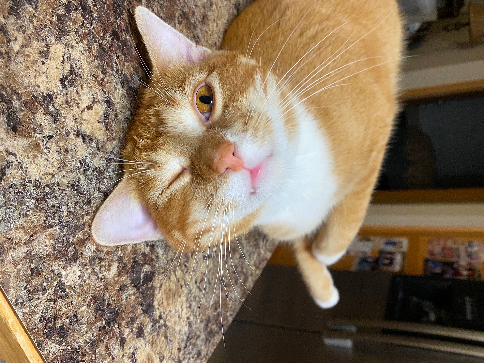 Obie joined the competition — help win amazing prizes! carnivore, cat, claw, domestic_short_haired_cat, ear, fawn, felidae, fur, paw, small_to_medium_sized_cats, snout, tail, whiskers, wood