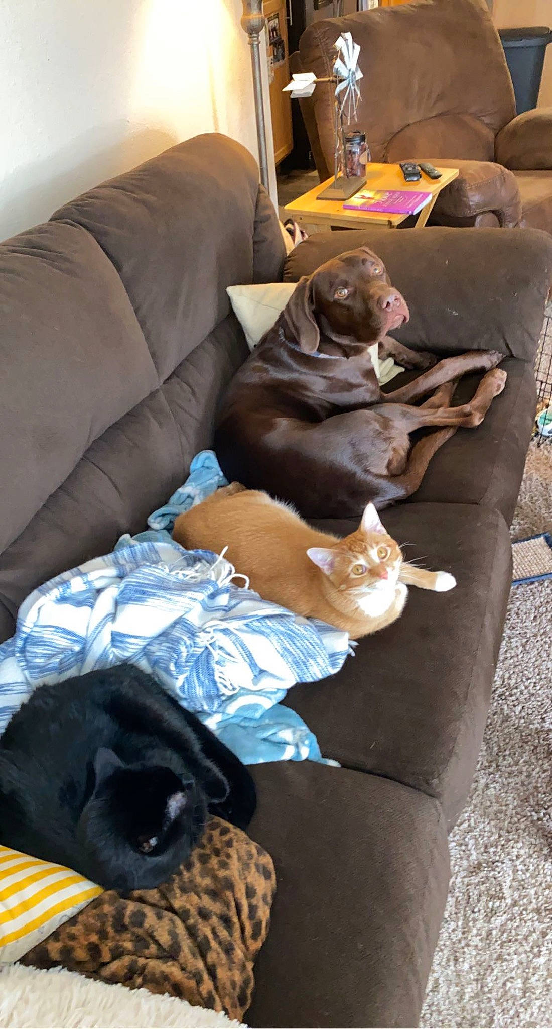 Obie is registered to the contest to win money with this photo: brown, canidae, carnivore, cat, comfort, companion_dog, couch, dog, dog_breed, fawn, felidae, hardwood, liver, living_room, room, small_to_medium_sized_cats, tail, whiskers, wood, working_animal