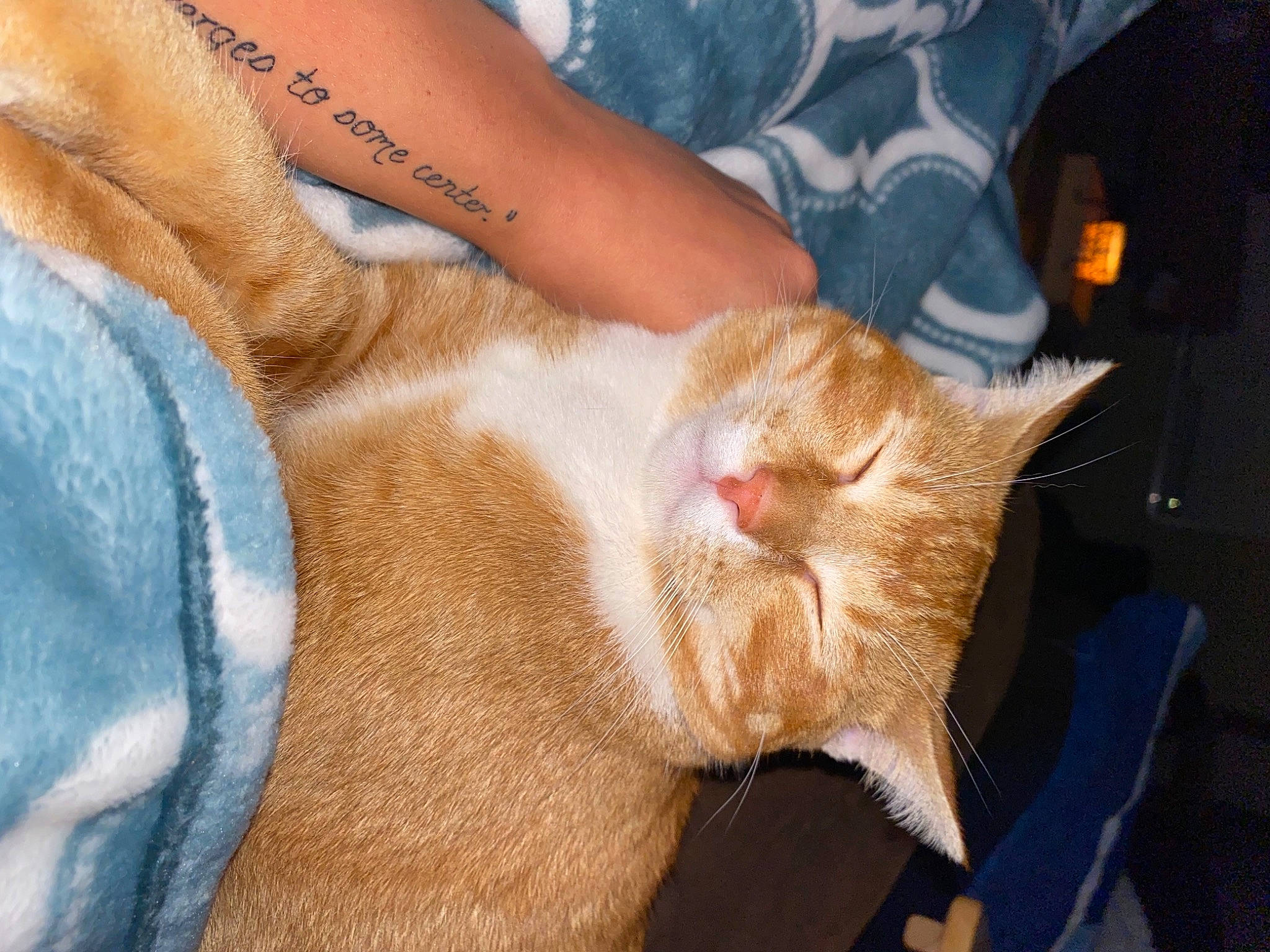 Obie is registered to the contest to win money with this photo: carnivore, cat, claw, comfort, dog_breed, domestic_short_haired_cat, ear, electric_blue, fawn, felidae, foot, fur, human_leg, nail, paw, small_to_medium_sized_cats, snout, tail, terrestrial_animal, whiskers