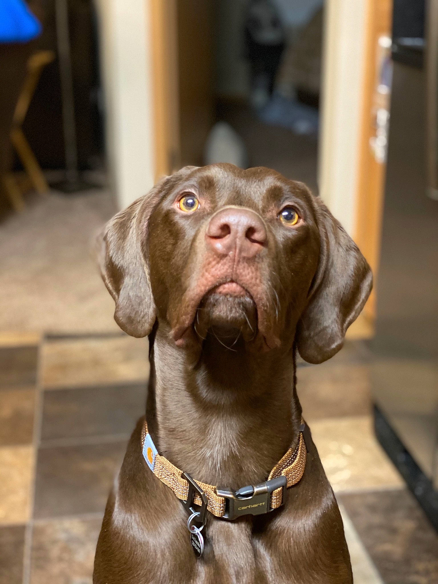 Fitzgerald is registered to the contest to win money with this photo: canidae, carnivore, chair, collar, companion_dog, dog, dog_breed, dog_collar, fawn, fur, hunting_dog, leash, liver, non_sporting_group, pet_supply, snout, sporting_group, terrestrial_animal, whiskers, working_animal