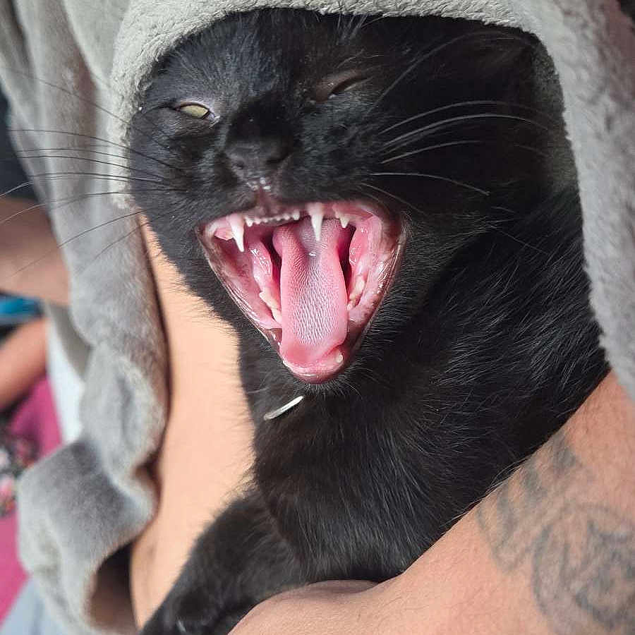 Bagheera