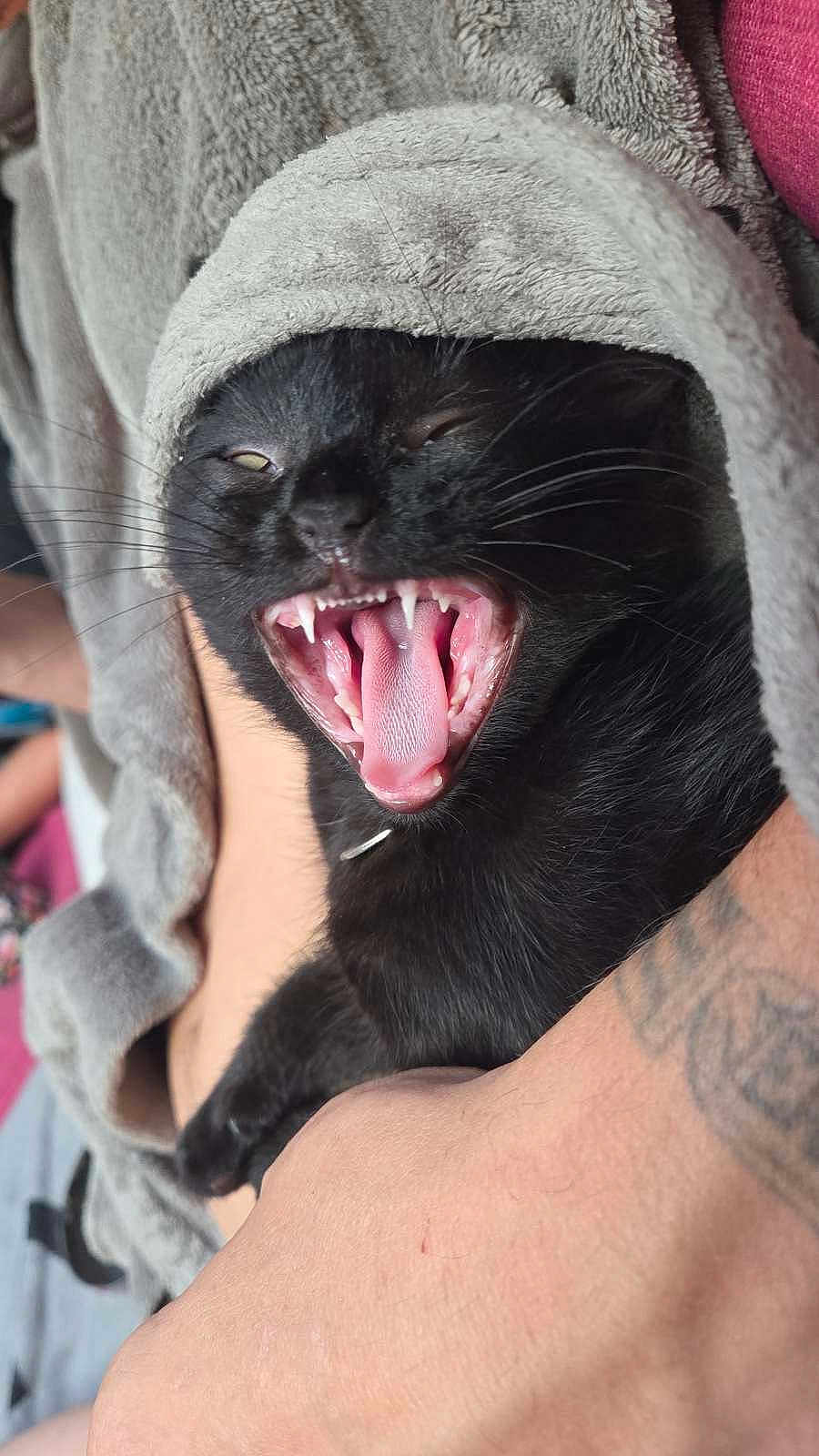 Bagheera