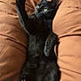 black_cat, cat, pet, feline, paw, stretching, green_eyes, fur, whiskers, cushion, brown_background, indoor, relaxed, cute, animal, mammal, cozy, resting, close_up, young_cat