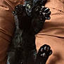 black_cat, kitten, paw, claws, fur, animal, pet, cute, lying_down, brown_background, whiskers, playful, indoor, feline, close_up, stretching, curious_eyes, soft_texture, domestic_cat, young_cat