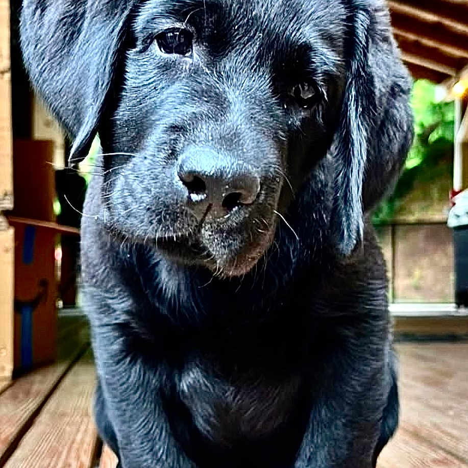 Ozzy