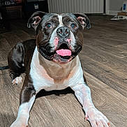 King Ace joined the competition — help win amazing prizes! animal, black_and_white, canine, dog, domestic, door, ears, flooring, fur, happy, household, indoor, looking_up, muzzle, paw, pet, playing, smiling, tongue_out, wooden_floor