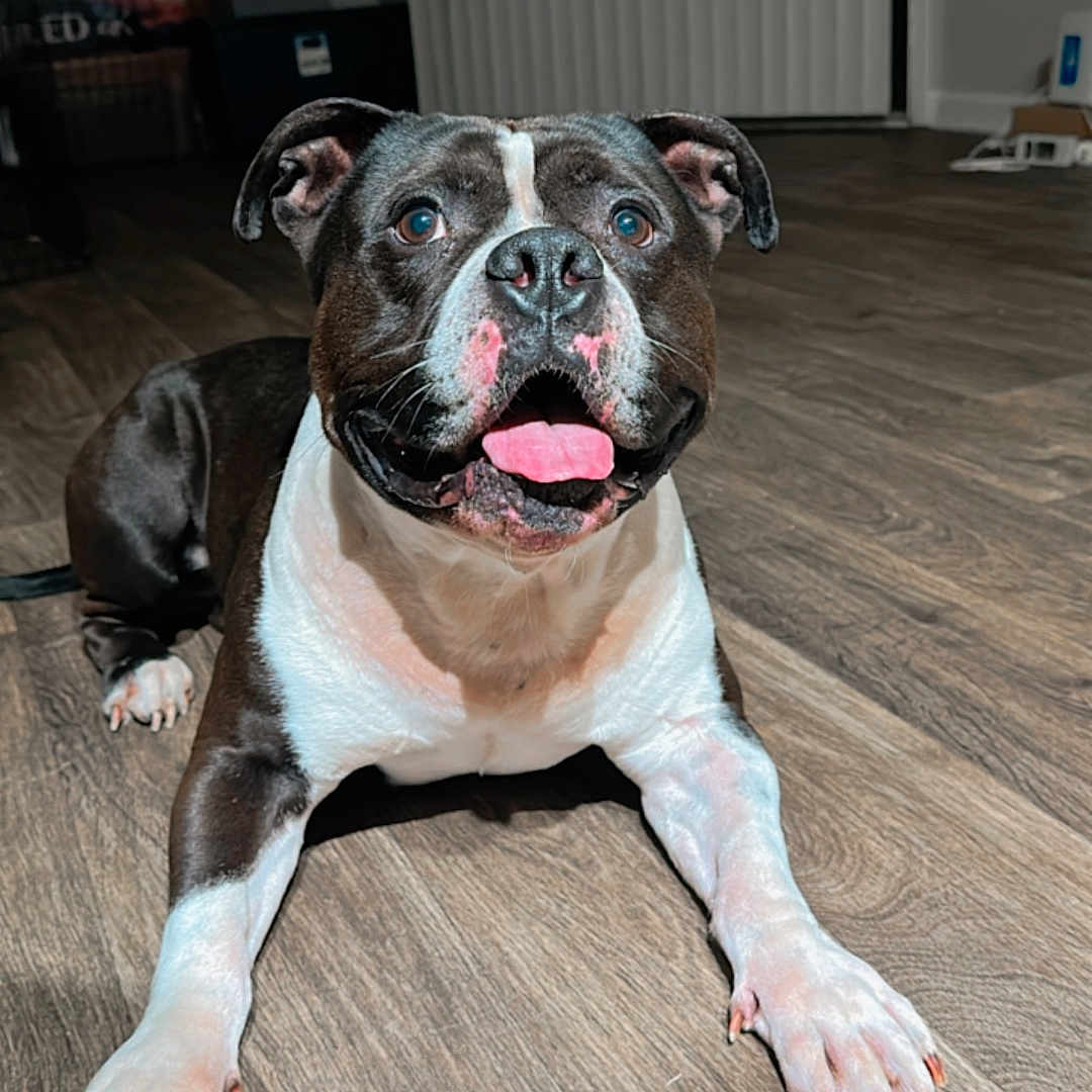 King Ace joined the competition — help win amazing prizes! animal, black_and_white, canine, dog, domestic, door, ears, flooring, fur, happy, household, indoor, looking_up, muzzle, paw, pet, playing, smiling, tongue_out, wooden_floor