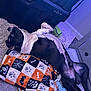 dog, black_and_white, blanket, halloween_pattern, toy, tennis_ball, carpet, storage_bin, indoor, relaxed, lying_down, paw_prints, bat, spider_web, bone, furniture, chew_toy, pet, animal, resting