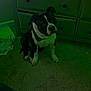 dog, black_and_white, bandana, carpet, dresser, drawer, furniture, indoor, pet, floor, leg, sock, human, room, sitting, calm, cozy, dim_light, green_tint, portrait