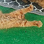 cat, orange_cat, fluffy, stretching, paws, green_turf, lying_down, relaxed, sleepy, pet, animal, feline, fur, outdoor, resting, mat, patterned_mat, close_up, cute, domestic_cat