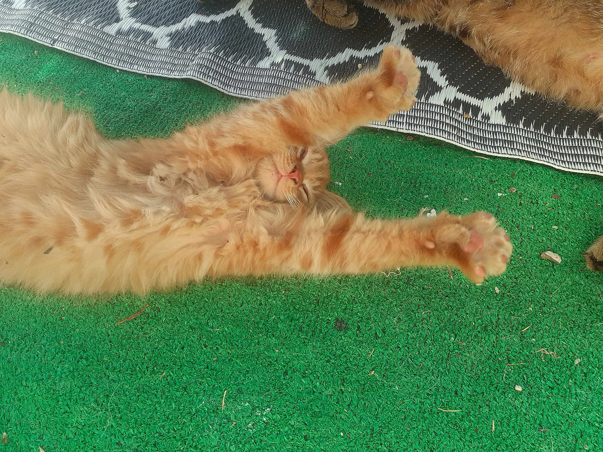 Patapon participe au concours pour gagner de l'argent avec cette photo : cat, orange_cat, fluffy, stretching, paws, green_turf, lying_down, relaxed, sleepy, pet, animal, feline, fur, outdoor, resting, mat, patterned_mat, close_up, cute, domestic_cat