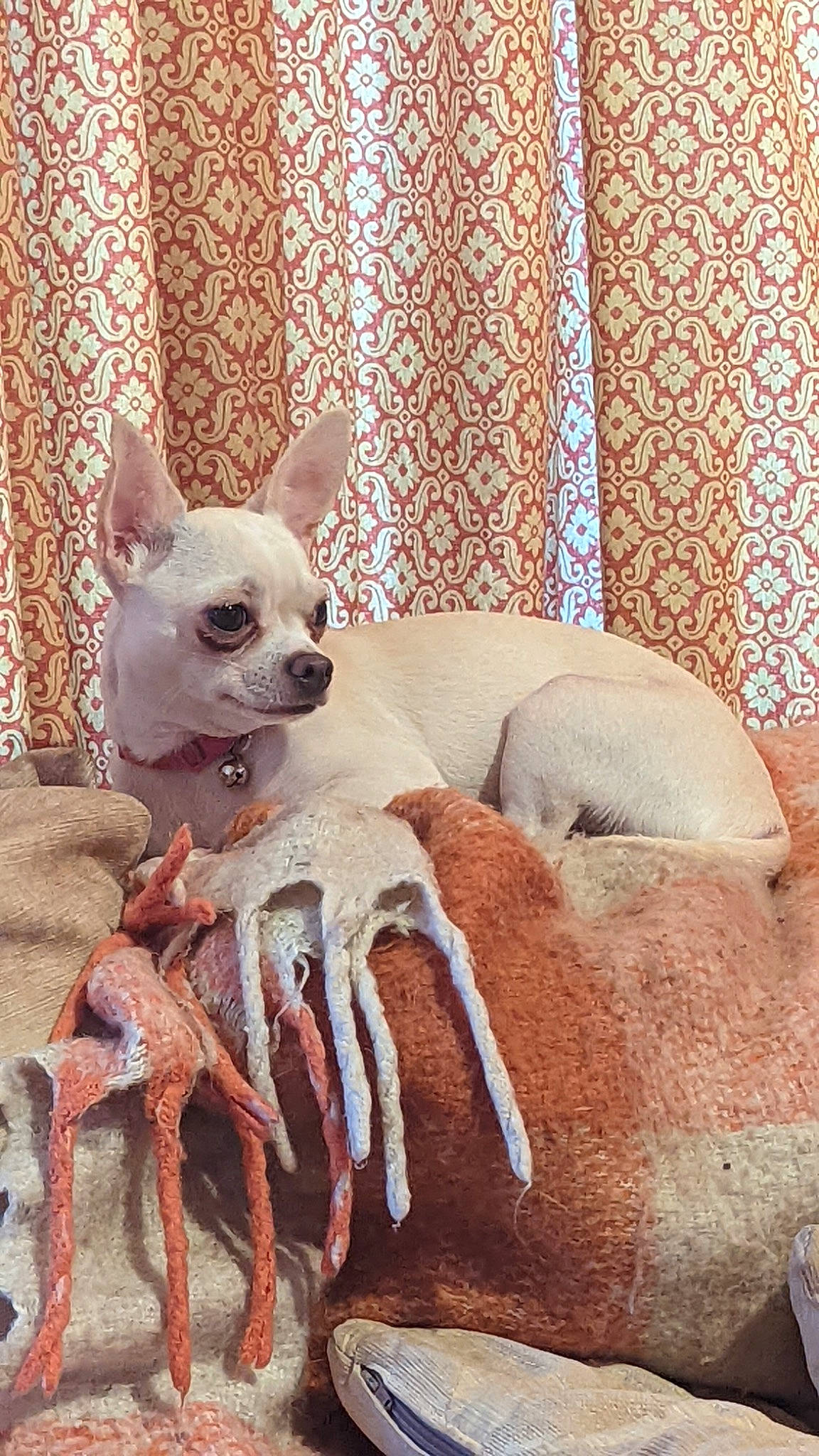 Bailey joined the competition — help win amazing prizes! carnivore, comfort, companion_dog, couch, curtain, dog, dog_breed, dog_supply, fawn, fur, grey, linens, snout, sporting_group, tail, terrestrial_animal, toy_dog, whiskers, wood, working_animal