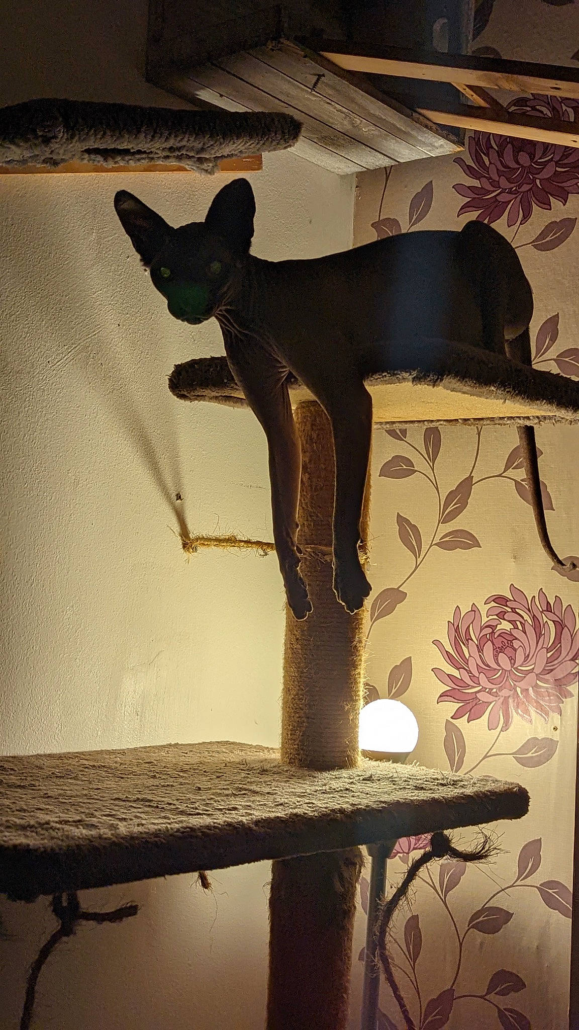 Karma joined the competition — help win amazing prizes! art, beauty, bronze_sculpture, fawn, felidae, illustration, lampshade, light_fixture, lighting_accessory, metal, room, sculpture, shadow, small_to_medium_sized_cats, still_life_photography, tail, tints_and_shades, visual_arts, wood, working_animal