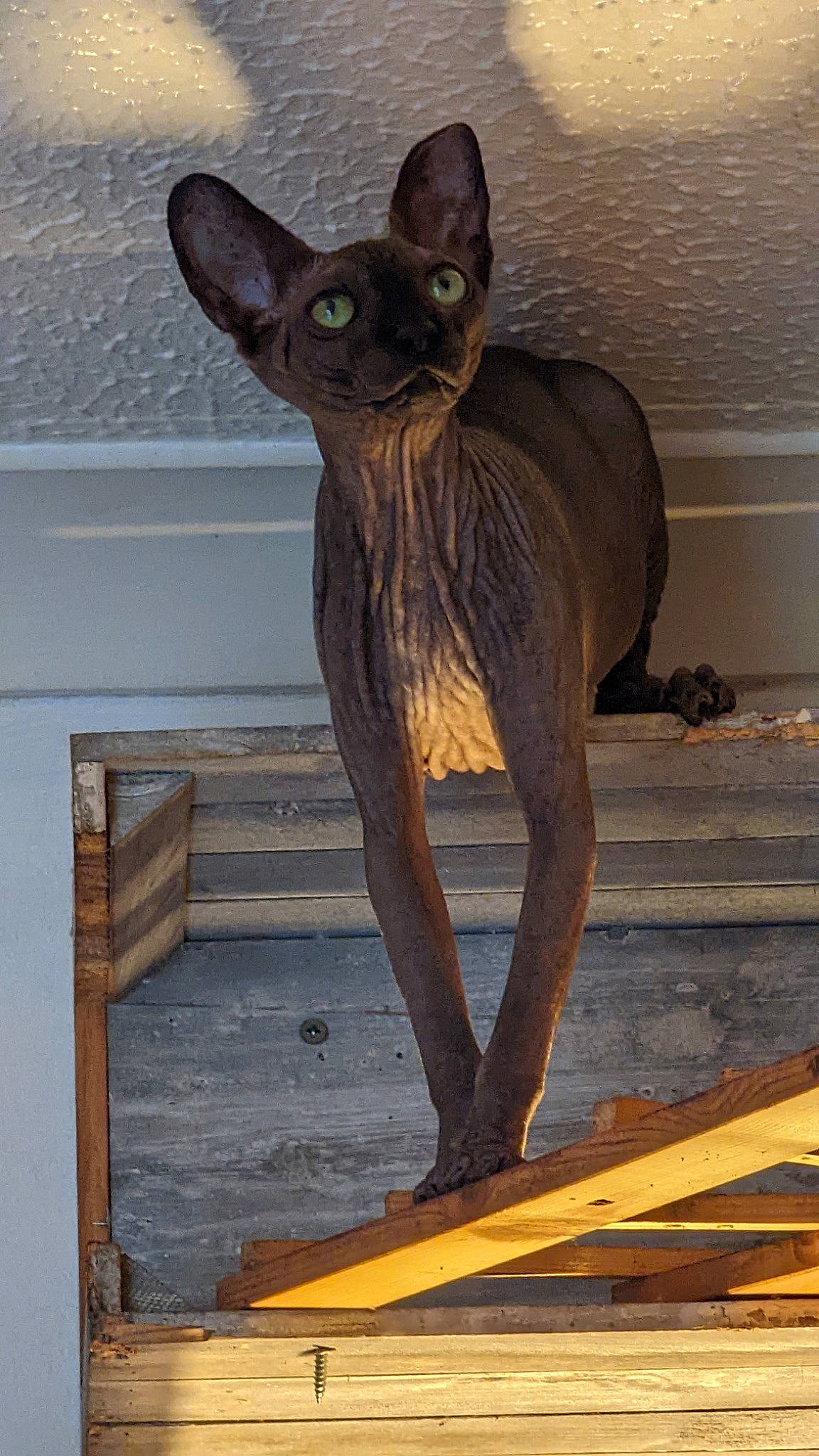 Karma is registered to the contest to win money with this photo: art, carnivore, cat, dog_breed, fawn, felidae, fur, grey, hardwood, liver, metal, sculpture, small_to_medium_sized_cats, snout, tail, terrestrial_animal, whiskers, wildlife, window, wood