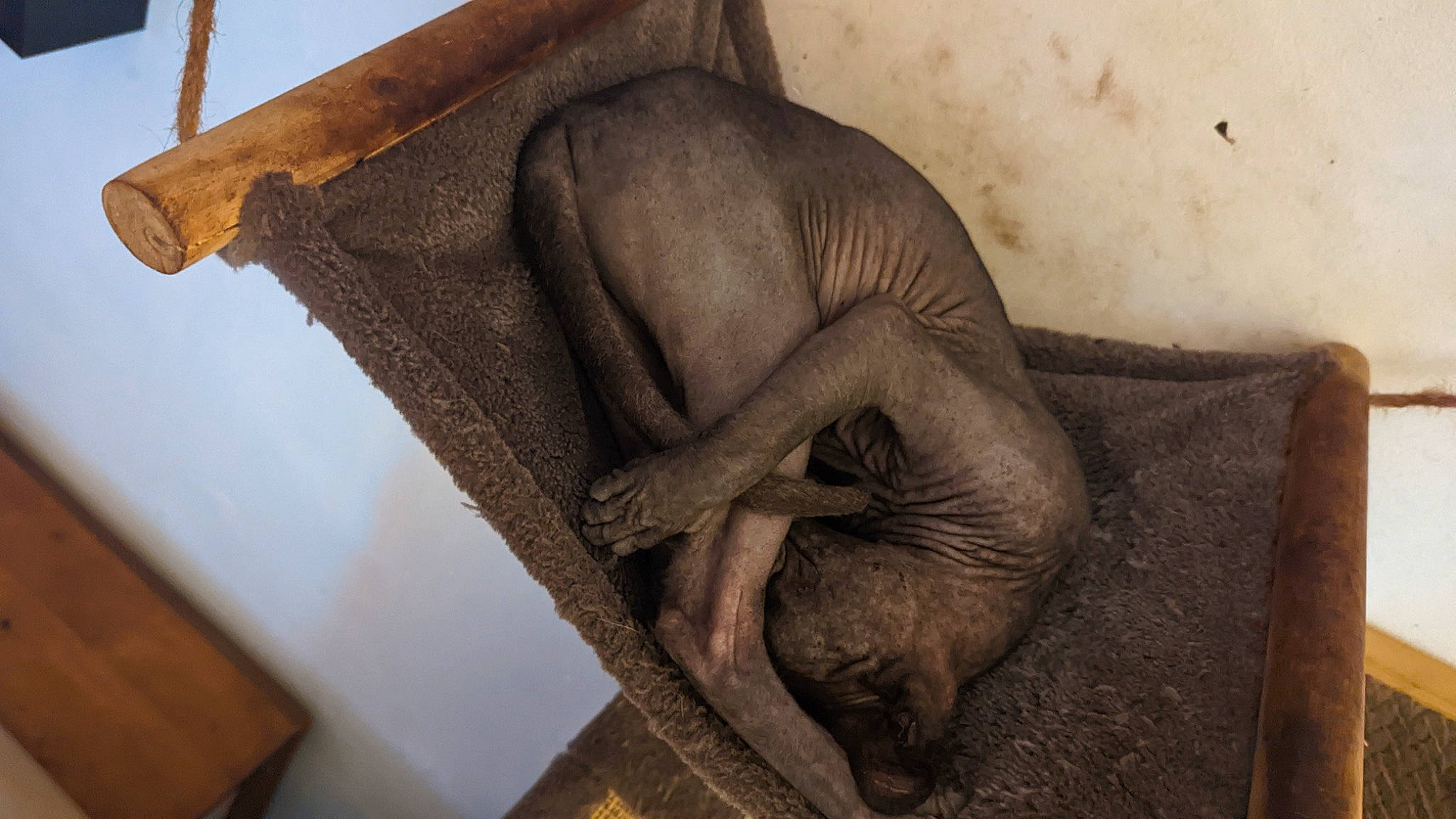 Karma joined the competition — help win amazing prizes! ancient_history, art, artifact, carving, figure_drawing, flesh, fur, painting, plant, relief, sculpture, snout, terrestrial_animal, vertebrate, visual_arts, wildlife, wood, working_animal, wrinkle