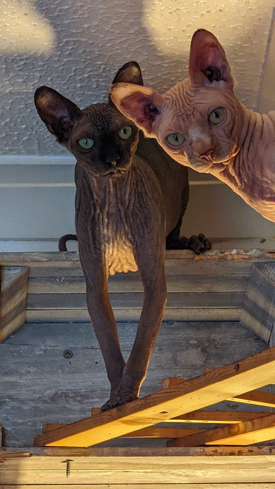 Beerus is registered to the contest to win money with this photo: art, black_rhinoceros, canidae, dog, dog_breed, fawn, fur, grey, metal, sculpture, snout, statue, tail, terrestrial_animal, trunk, visual_arts, wildlife, wood, working_animal, wrinkle