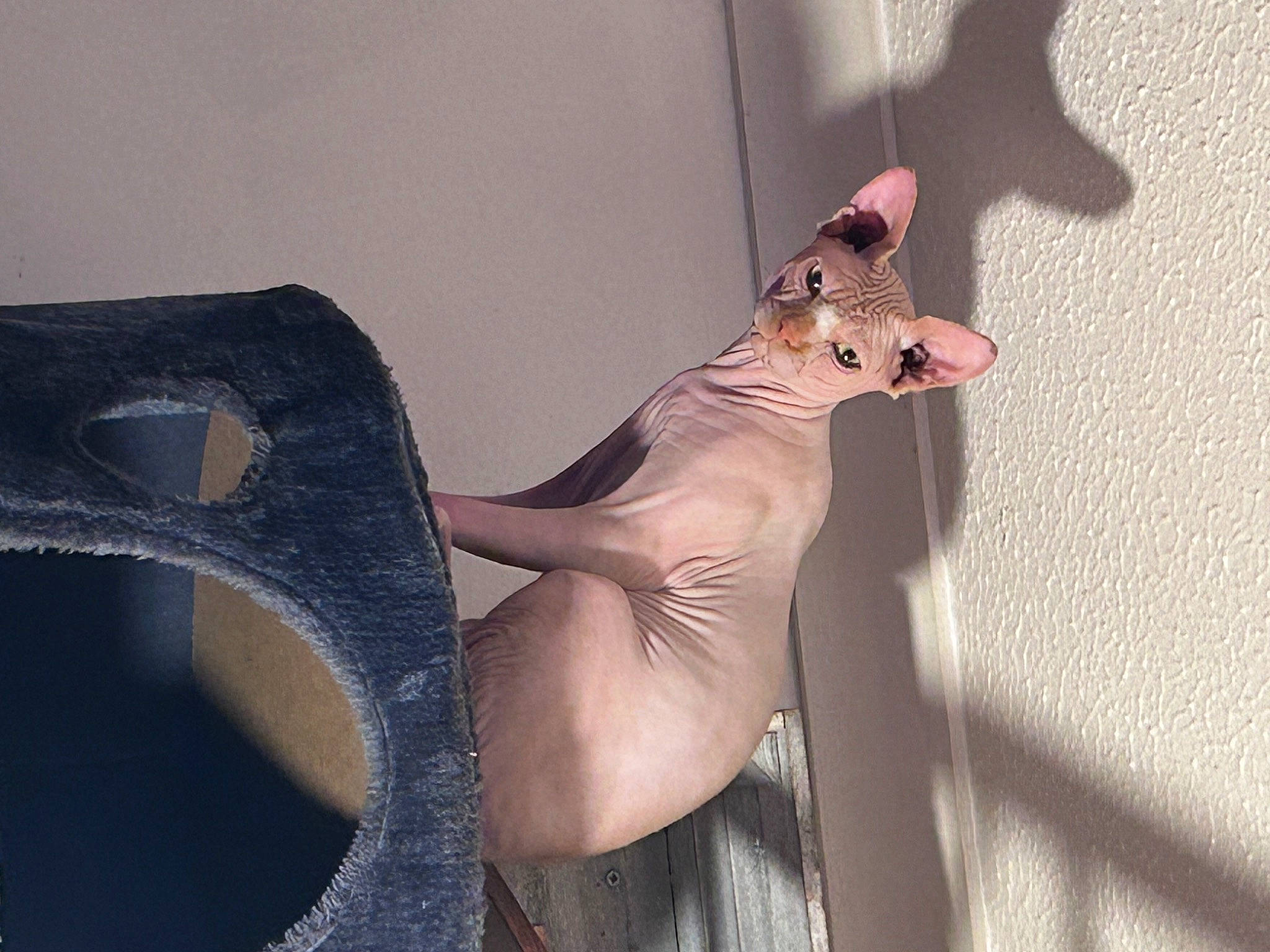 Beerus joined the competition — help win amazing prizes! carnivore, cat, comfort, dress, fawn, feather, felidae, foot, fur, grey, human_leg, knee, linens, room, small_to_medium_sized_cats, tail, thigh, tree, whiskers, wood