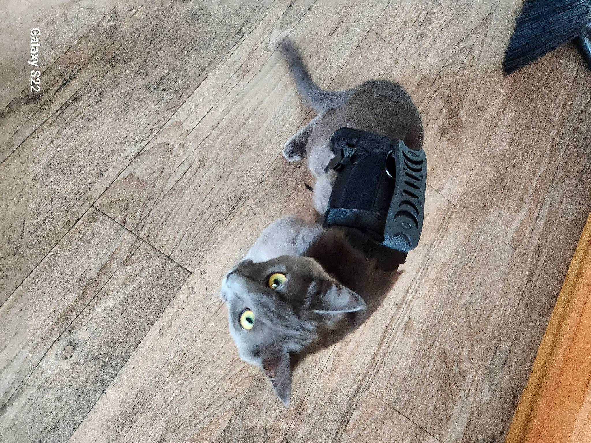 Najah is registered to the contest to win money with this photo: carnivore, cat, domestic_short_haired_cat, fawn, felidae, floor, flooring, fur, grey, hardwood, laminate_flooring, plank, small_to_medium_sized_cats, snout, tail, varnish, whiskers, wood, wood_flooring, wood_stain