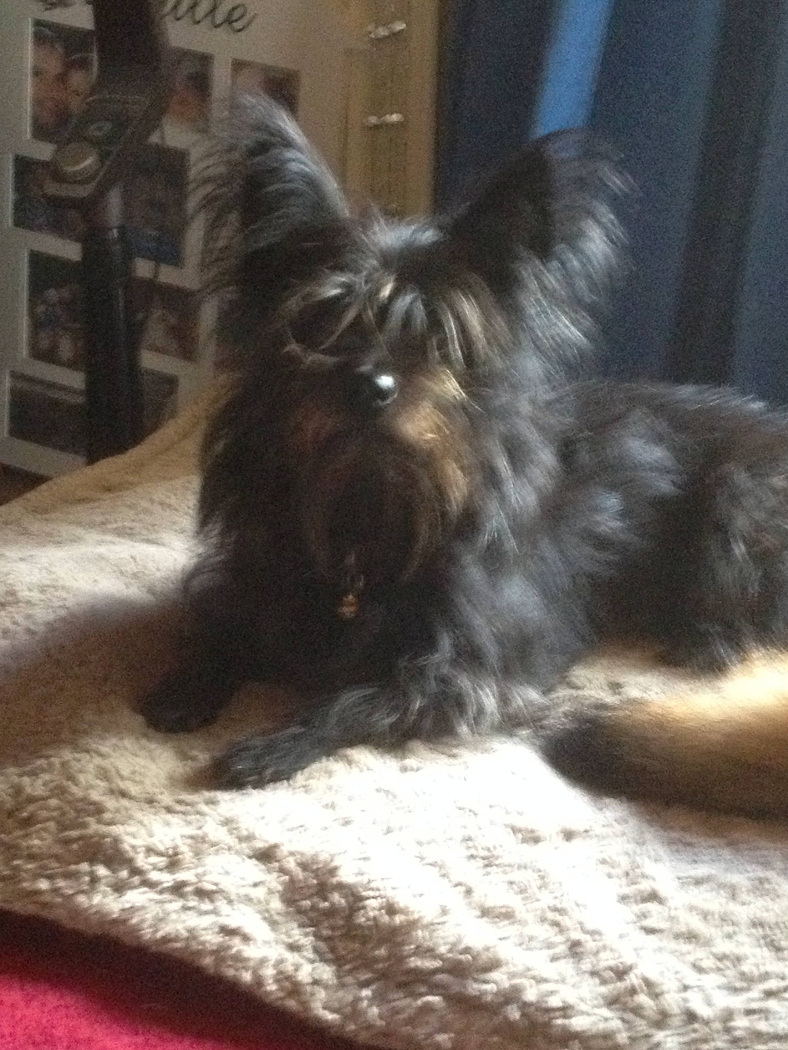 Alizée participe au concours pour gagner de l'argent avec cette photo : canidae, carnivore, comfort, companion_dog, dog, dog_breed, dog_supply, ear, fawn, fur, liver, nap, shelf, small_terrier, snout, sporting_group, tail, toy_dog, whiskers, working_animal