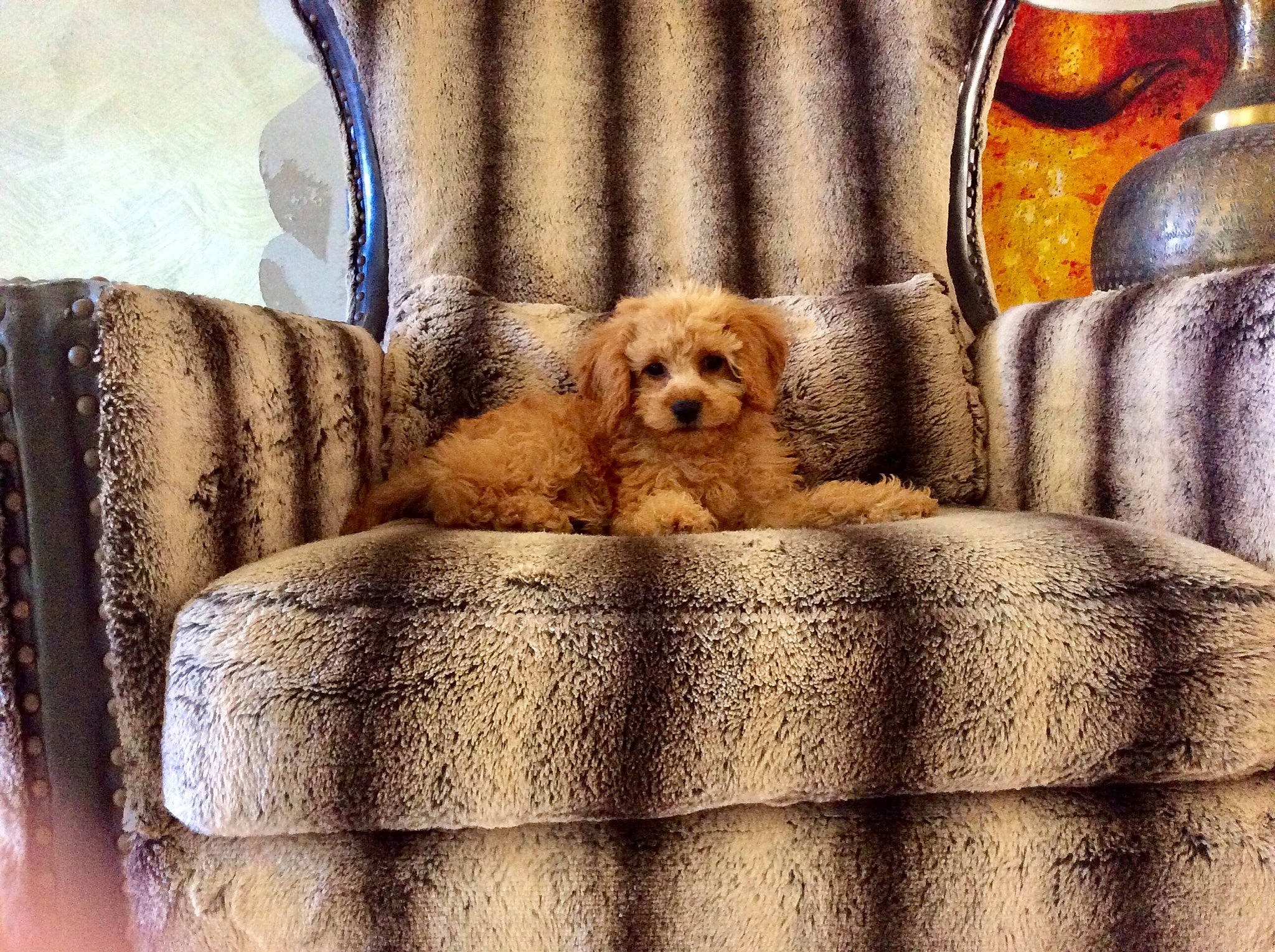 Chino joined the competition — help win amazing prizes! carnivore, chair, comfort, companion_dog, couch, dog, dog_breed, dog_supply, fawn, flooring, furniture, interior_design, linens, living_room, pet_supply, pillow, rectangle, studio_couch, textile, wood