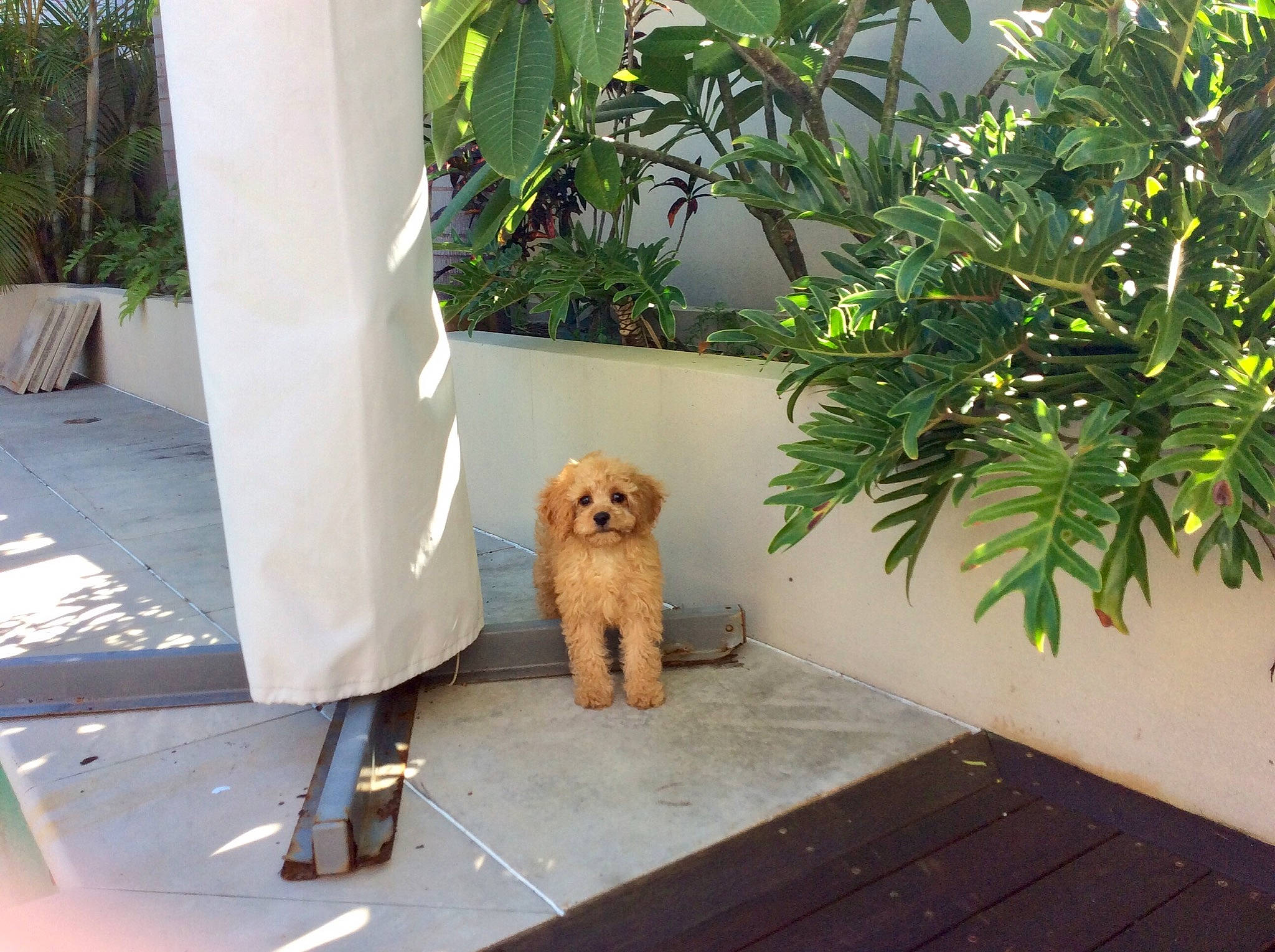 Chino joined the competition — help win amazing prizes! canidae, carnivore, companion_dog, deck, dog, dog_breed, fawn, flooring, garden_hose, grass, hardwood, outdoor_furniture, plant, sidewalk, sporting_group, terrier, toy_dog, tree, wood, working_animal