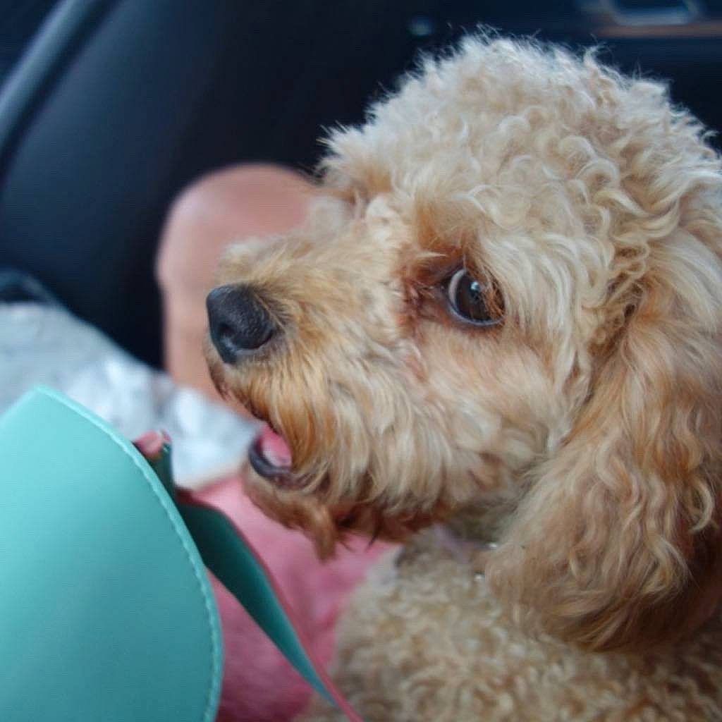 Chino joined the competition — help win amazing prizes! carnivore, cockapoo, companion_dog, dog, dog_breed, dog_collar, fur, goldendoodle, labradoodle, maltepoo, poodle, poodle_crossbreed, puppy_love, shih_poo, small_terrier, snout, terrier, toy_dog, water_dog, working_animal