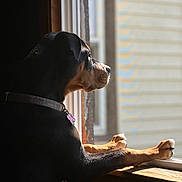 Paris joined the competition — help win amazing prizes! animal, black_and_tan, calm, collar, dog, domestic, indoor, light, looking_out, natural_light, paws, pet, portrait, quiet, reflection, shadow, side_view, still_life, window, wooden_sill