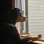 animal, black_and_tan, calm, collar, dog, domestic, indoor, light, looking_out, natural_light, paws, pet, portrait, quiet, reflection, shadow, side_view, still_life, window, wooden_sill