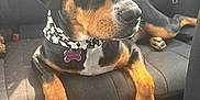 Paris is registered to the contest to win money with this photo: animal, backseat, black_and_tan, canine, car_interior, car_seat, closeup, collar, dog, domestic_animal, floor_mat, indoor, mammal, paw, pet, relaxed, resting, seat_cover, seatbelt, sunlight