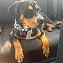 animal, backseat, black_and_tan, canine, car_interior, car_seat, closeup, collar, dog, domestic_animal, floor_mat, indoor, mammal, paw, pet, relaxed, resting, seat_cover, seatbelt, sunlight