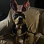 accessory, animal, armchair, black, brown, bunny_ears, collar, cozy, cute, dog, domestic, ears, expression, furniture, indoor, pet, portrait, seated, soft_lighting, tan