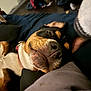 Paris is registered to the contest to win money with this photo: animal, bed, blanket, canine, closeup, collar, comfort, cozy, dog, ears, fur, home, indoor, mouth, nose, pet, relaxed, resting, sleep, sleeping