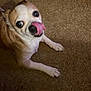animal, brown, canine, carpet, companion, cute, cute_pet, dog, domestic_animal, expression, fur, indoor, looking_up, lying_down, mammal, pet, playful, small_dog, tongue, tongue_out